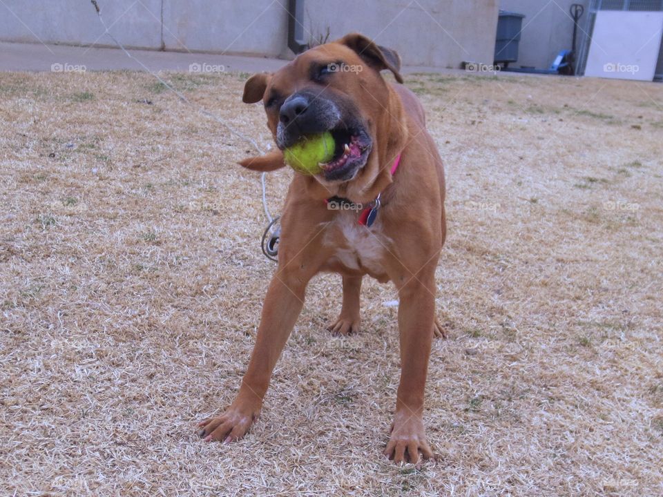 Dog playing with ball