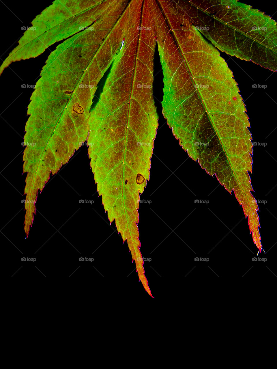 This is a Japanese maple leaf shot against a black background close up with sharp detail. This is not a marijuana leaf I assure you. 