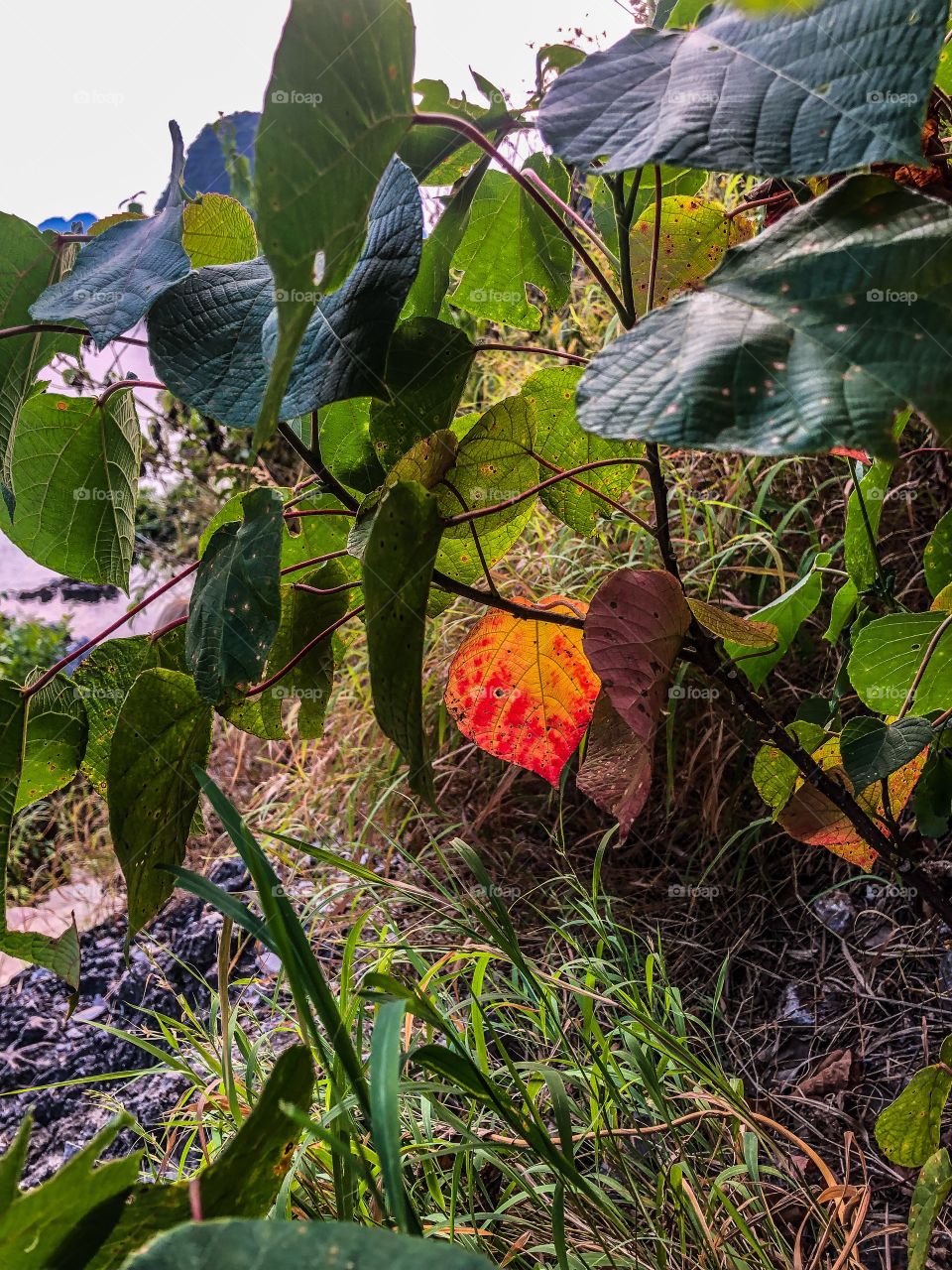 First signs of autumn 