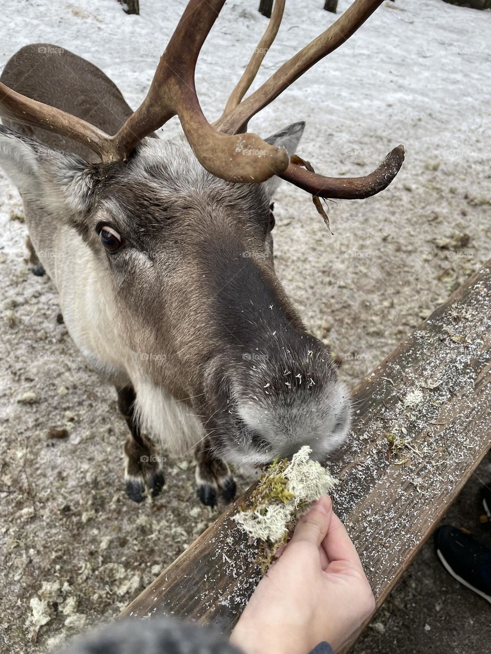 Reindeer in Helsinki