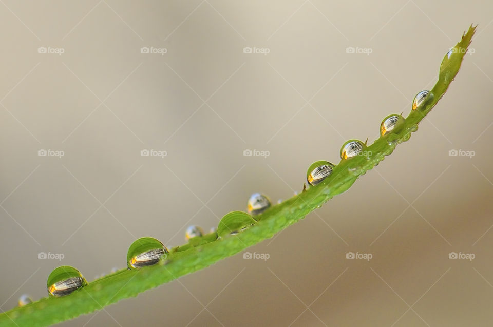 Dew