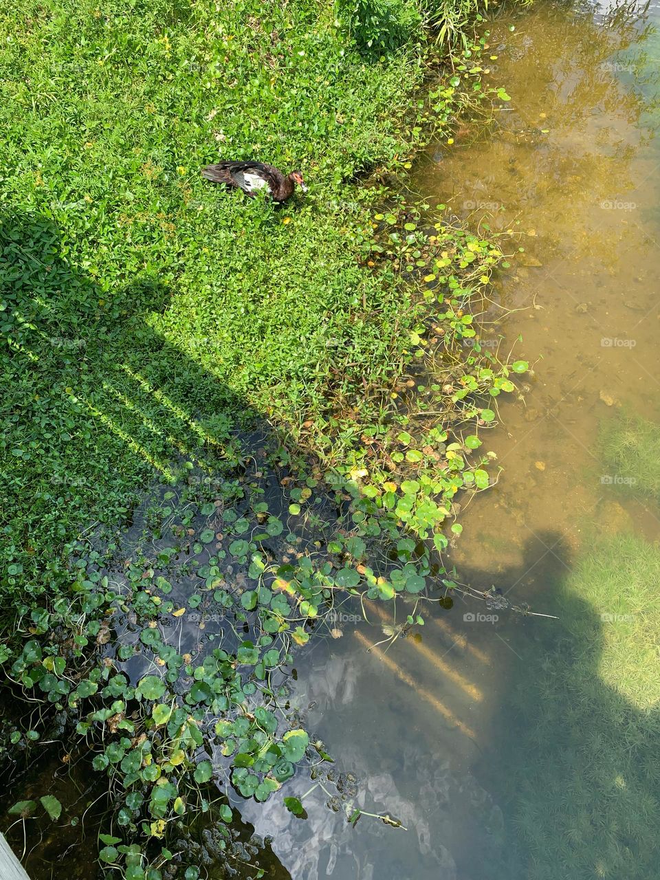 Colorful And Gorgeous Duck Hanging out In The Park Pond Vegetation Under The Sun With Shadow Of The Photographer On The Bridge Above.