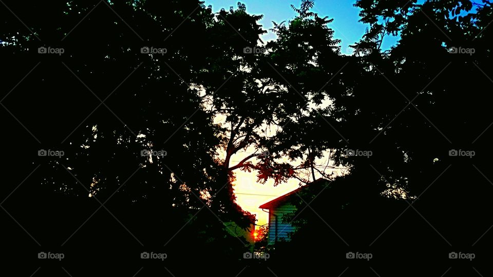 tree silhouette and sunset