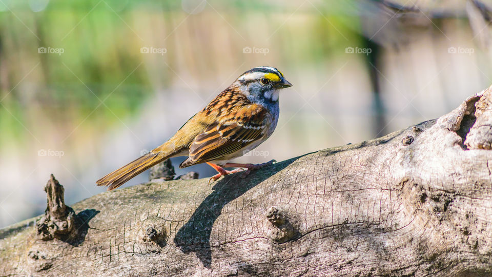White-throated Sparrow perching on tree trunk