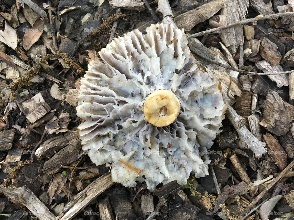 Close up of mushroom bottom on the forest floor