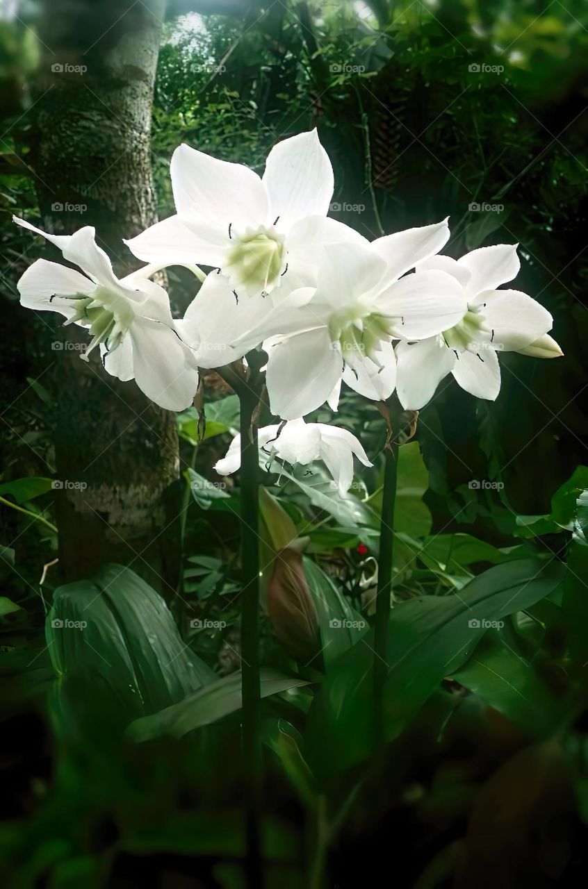 Eucharis grandiflora is also called Amazon Lily, white flowers. green leaves like other plants.