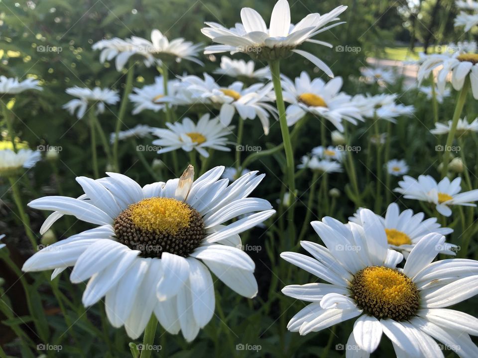 Flowers at park