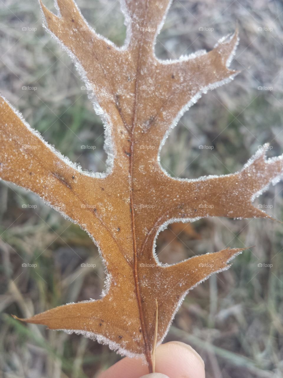 frozen leaf