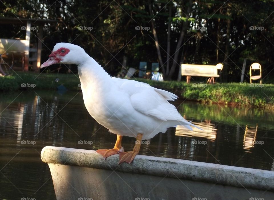 white duck