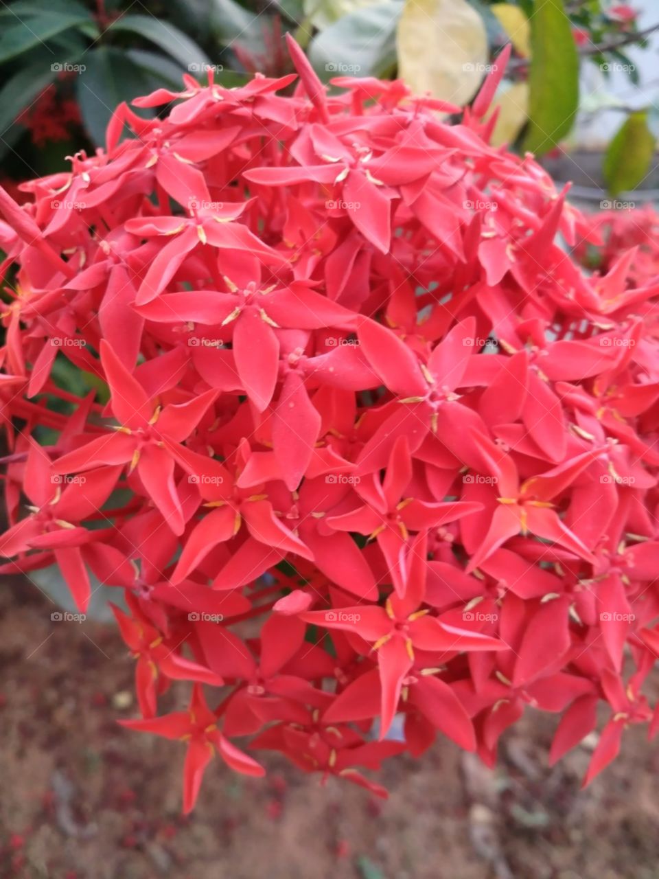 Flower, Nature, Flora, Garden, Leaf