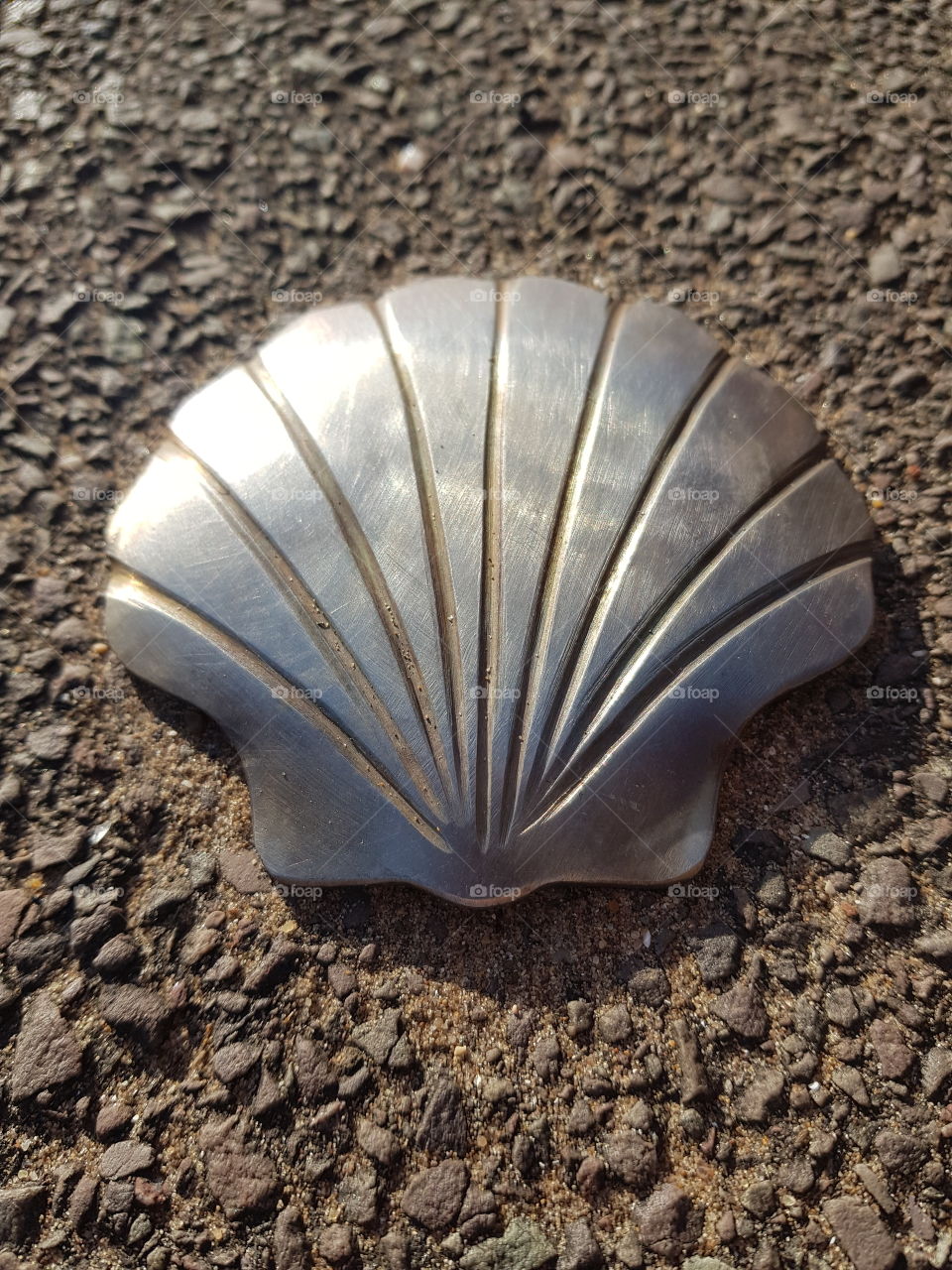 metal shiny seashell
