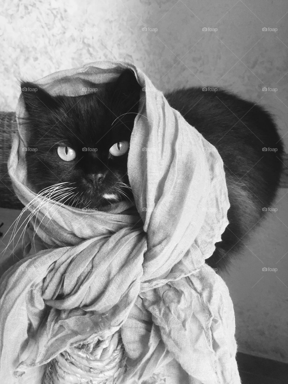 Cat wrapped in scarf