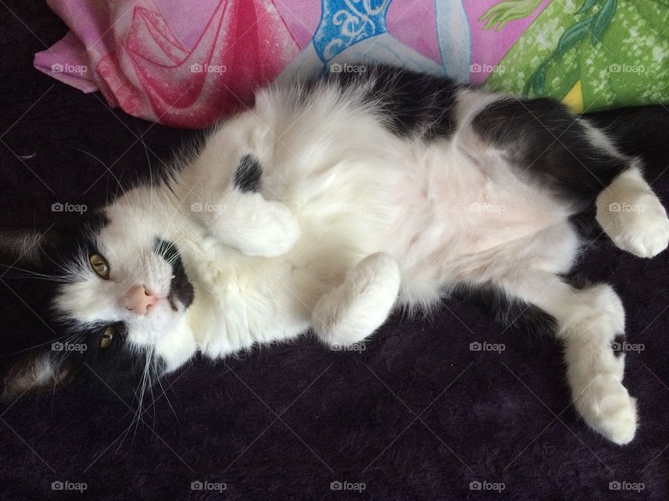 Fluffy kitty belly!