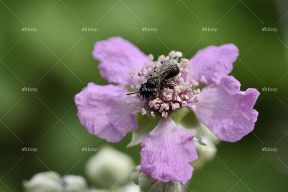 Wild bee collect pollen on a pink flower 