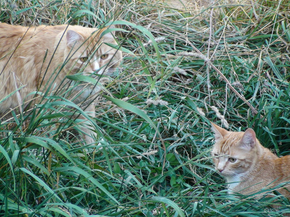 Animal, Cat, Nature, Cute, Grass