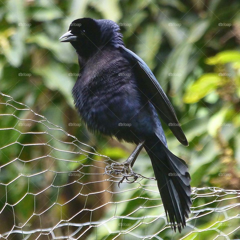 Variedad de aves de colombia. Ave azul oscuro, libre en el campo.