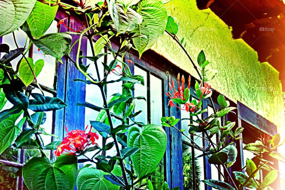 Vintage Windows and Red Flowers.