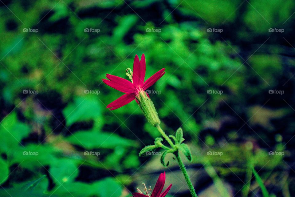 red flower from behind