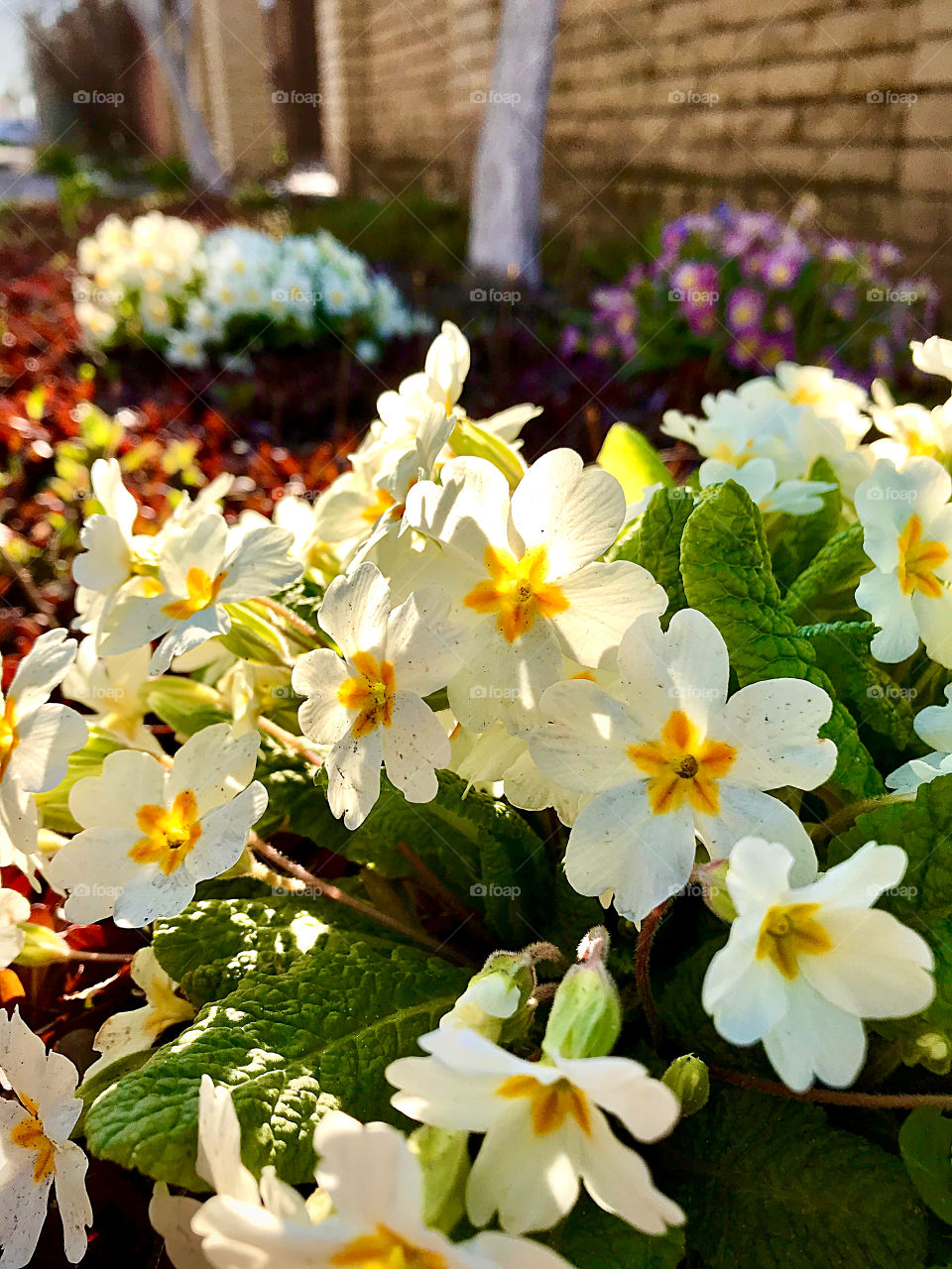 Morning sunlight on spring flowers