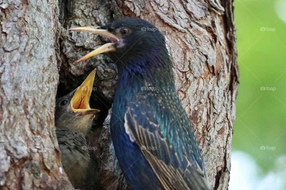 Baby bird with mother 