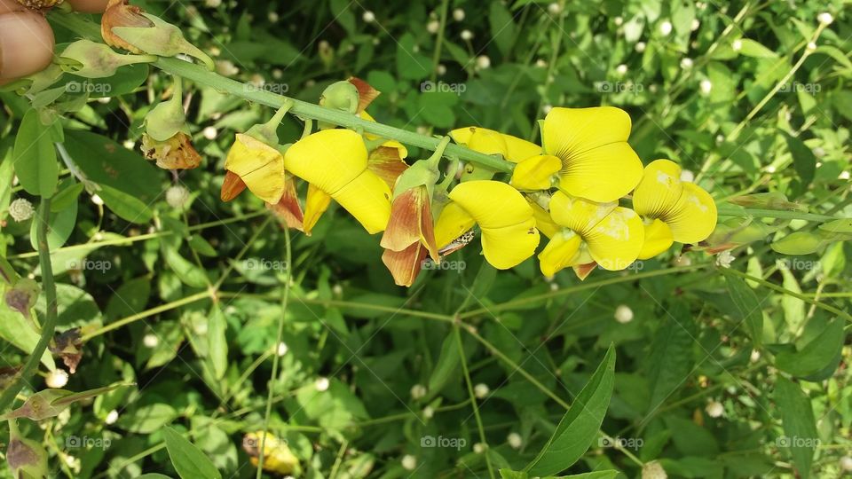 linda flor amarela