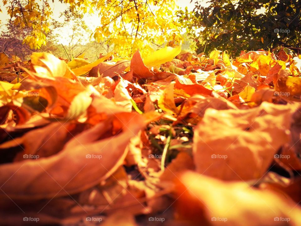 Yellow Leaves