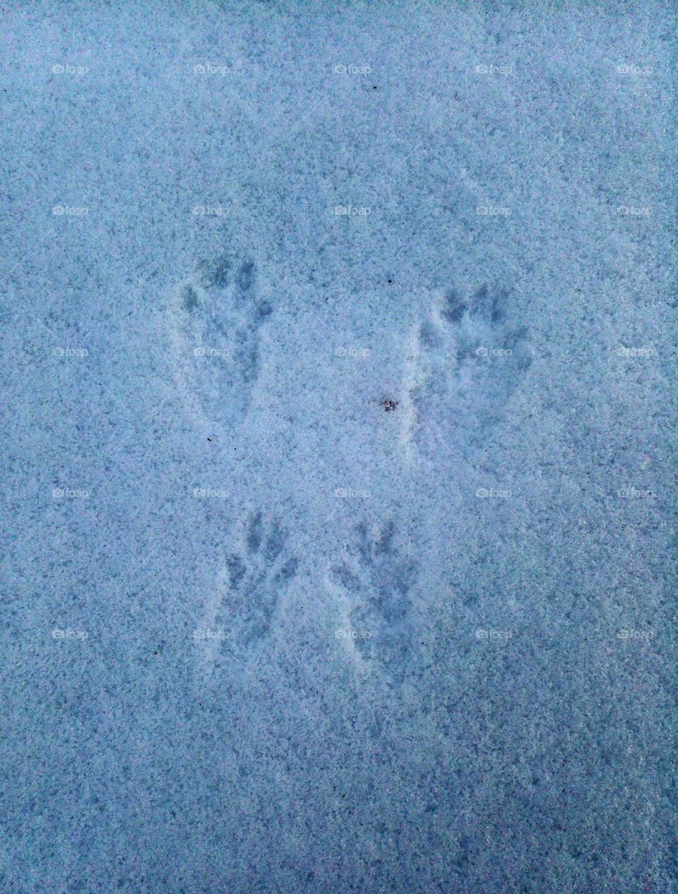 Winter Wilderness Wonders