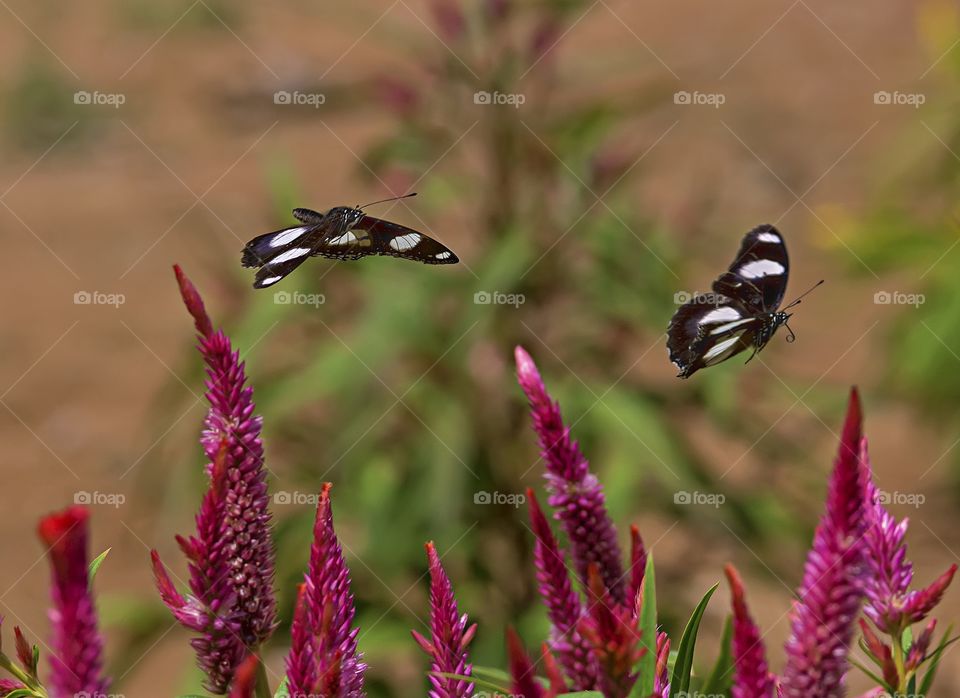 flying together