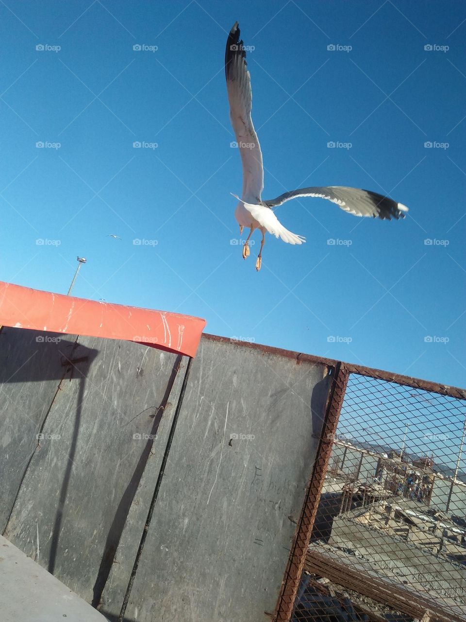 Beautiful flying seagull cross the sky ag essaouira city in morocco.