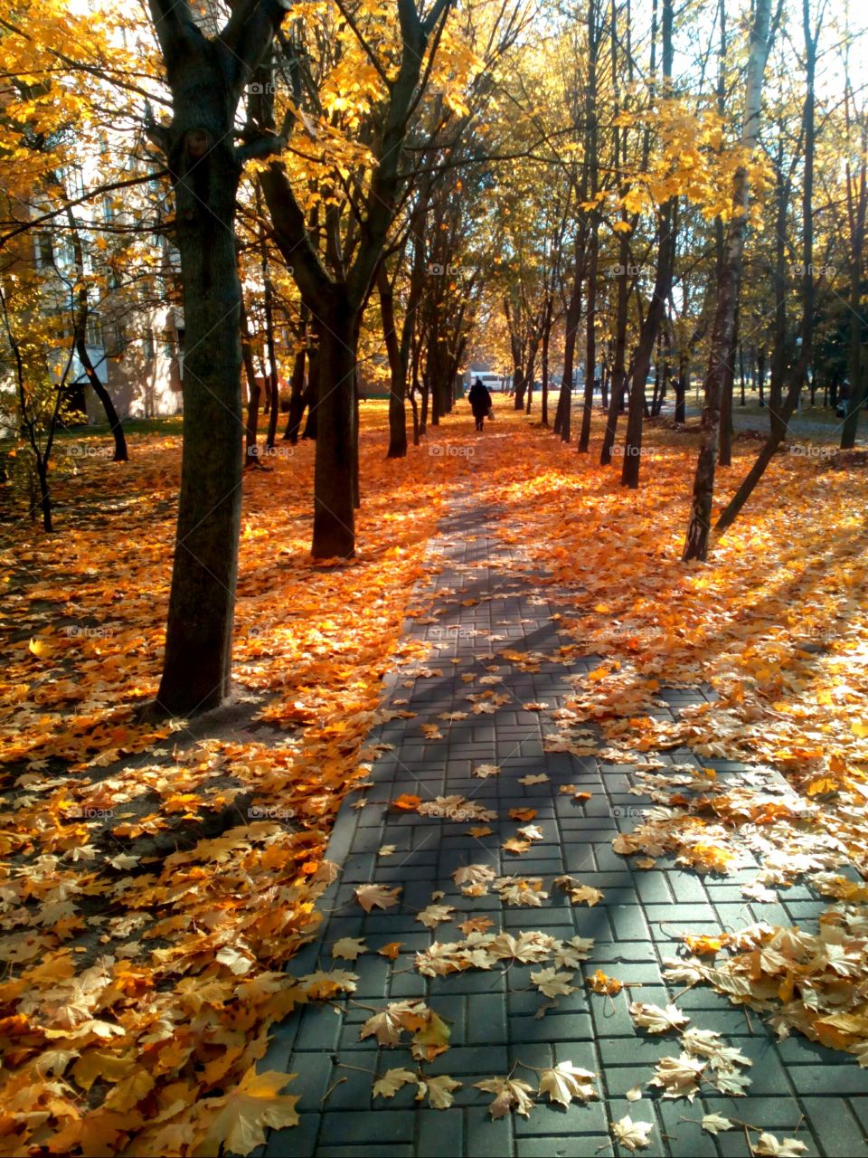 Fall, Leaf, Tree, Season, Wood