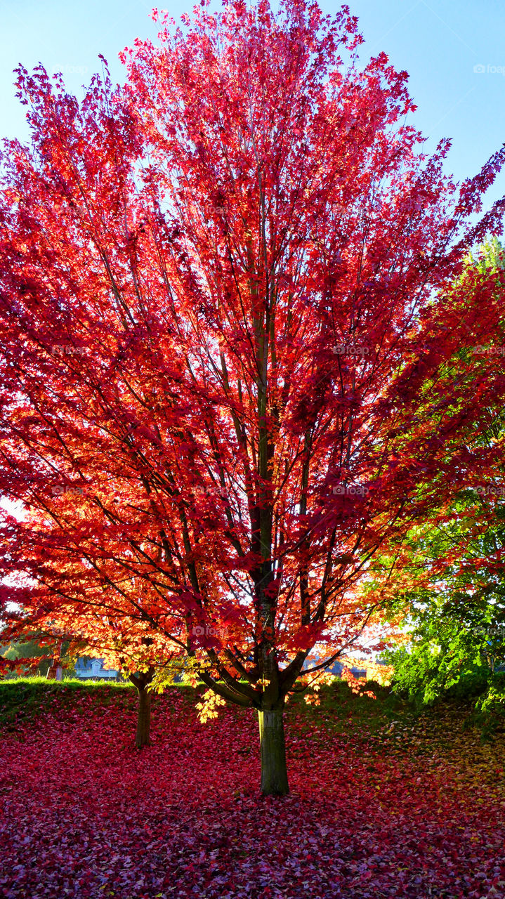 Red, fall, tree