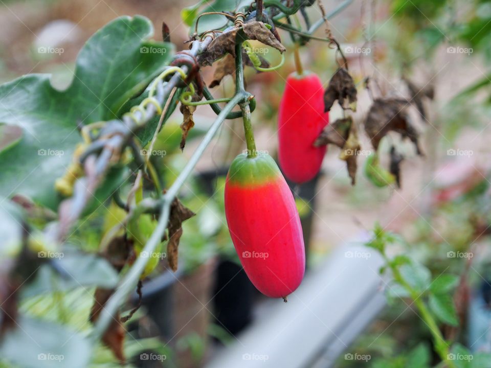 Ripe ivy gourd fruit