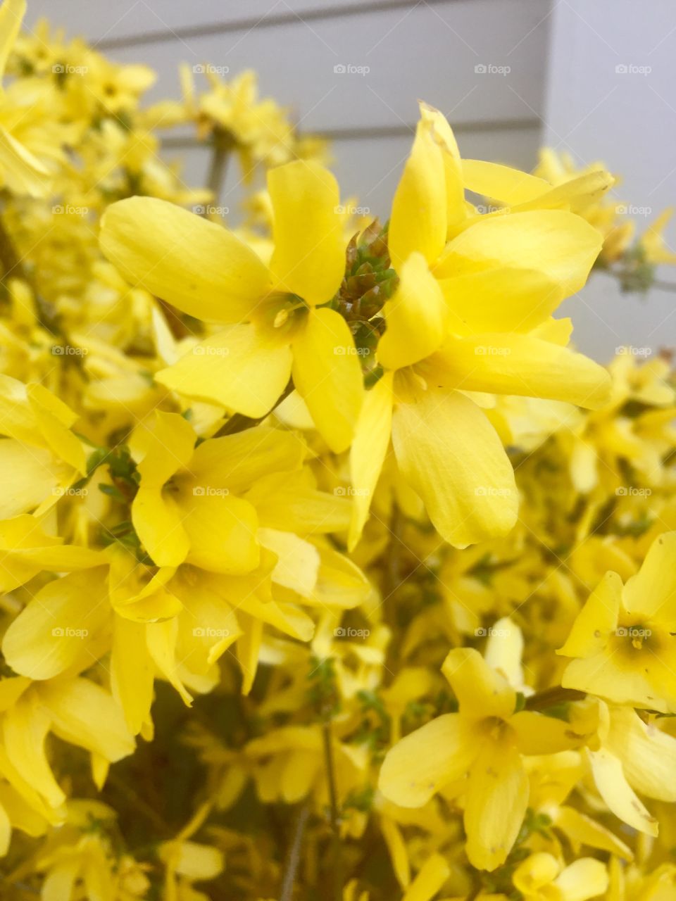 Yellow blossom 