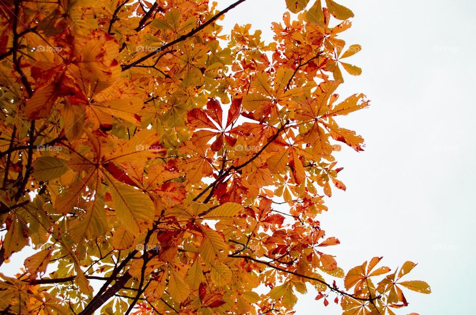 Orange Leaves