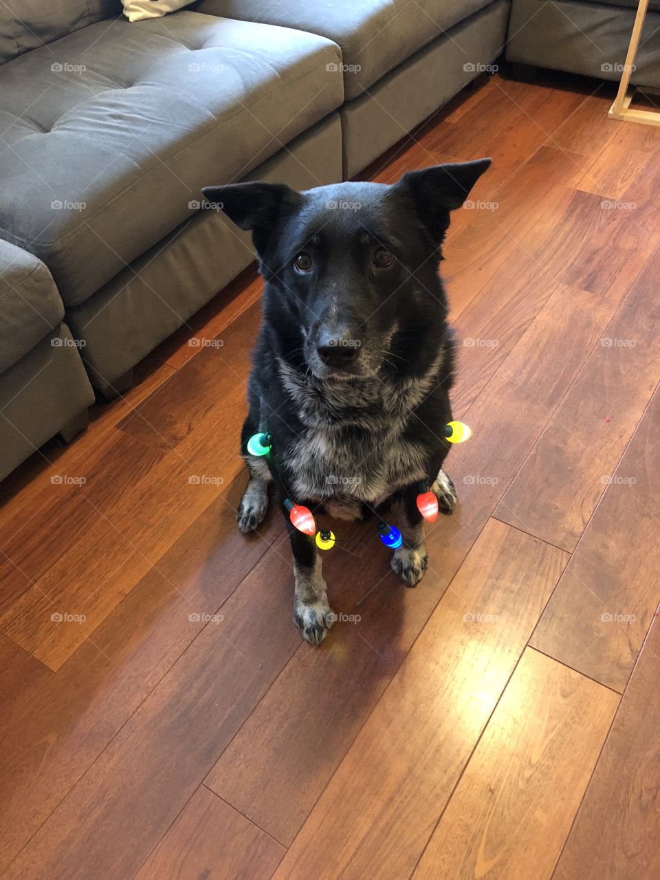 Decorating Assistance 