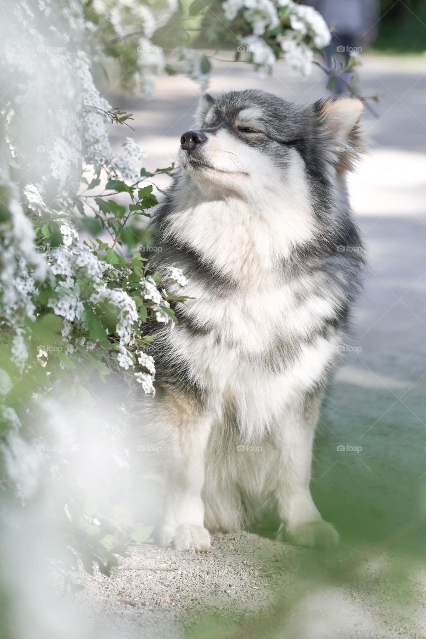 Dog smelling flowers in spring