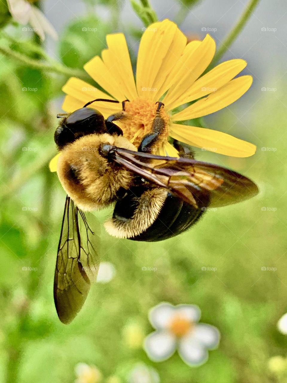 Color of Spring - A fuzzy bumblebee draws nectar from the yellow swamp daisy and pollinates it at the same time