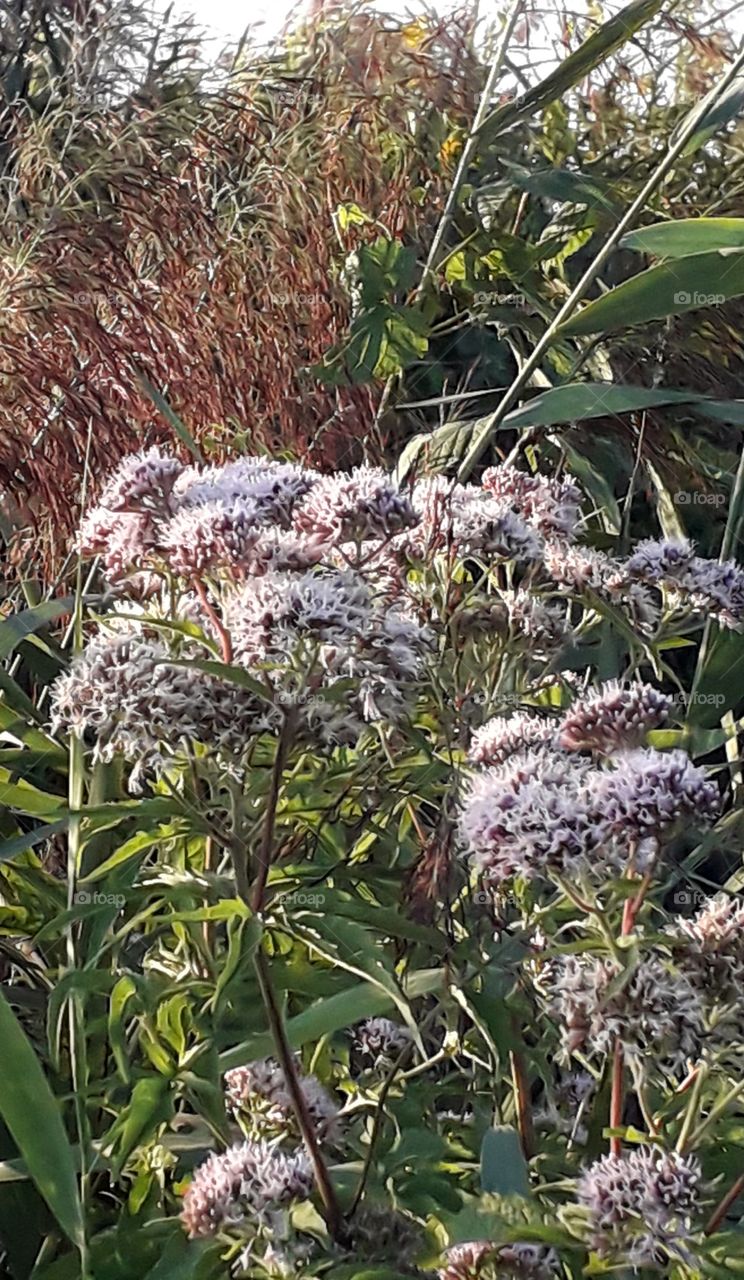 pink eupatorium and reed