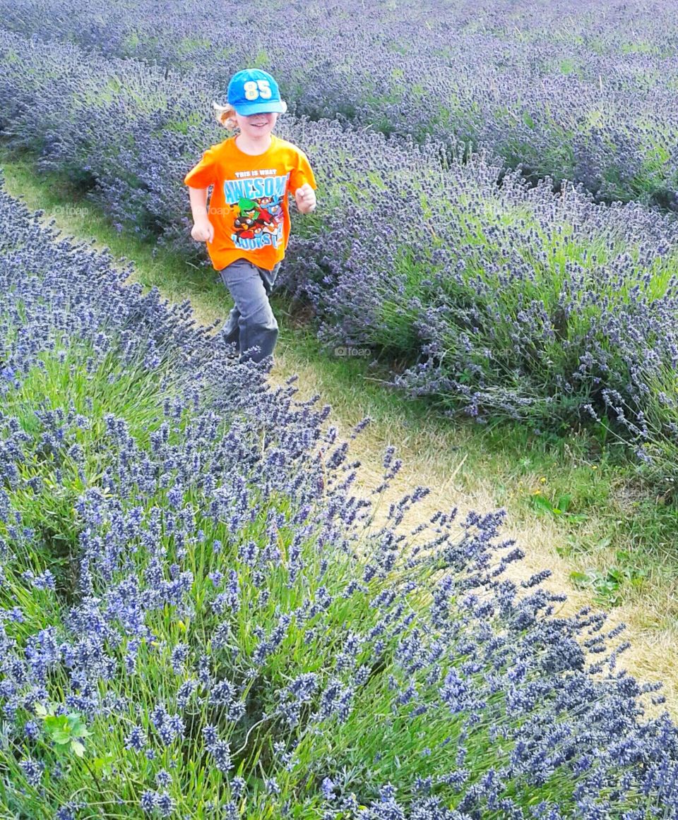 Lavender fields. London. UK...