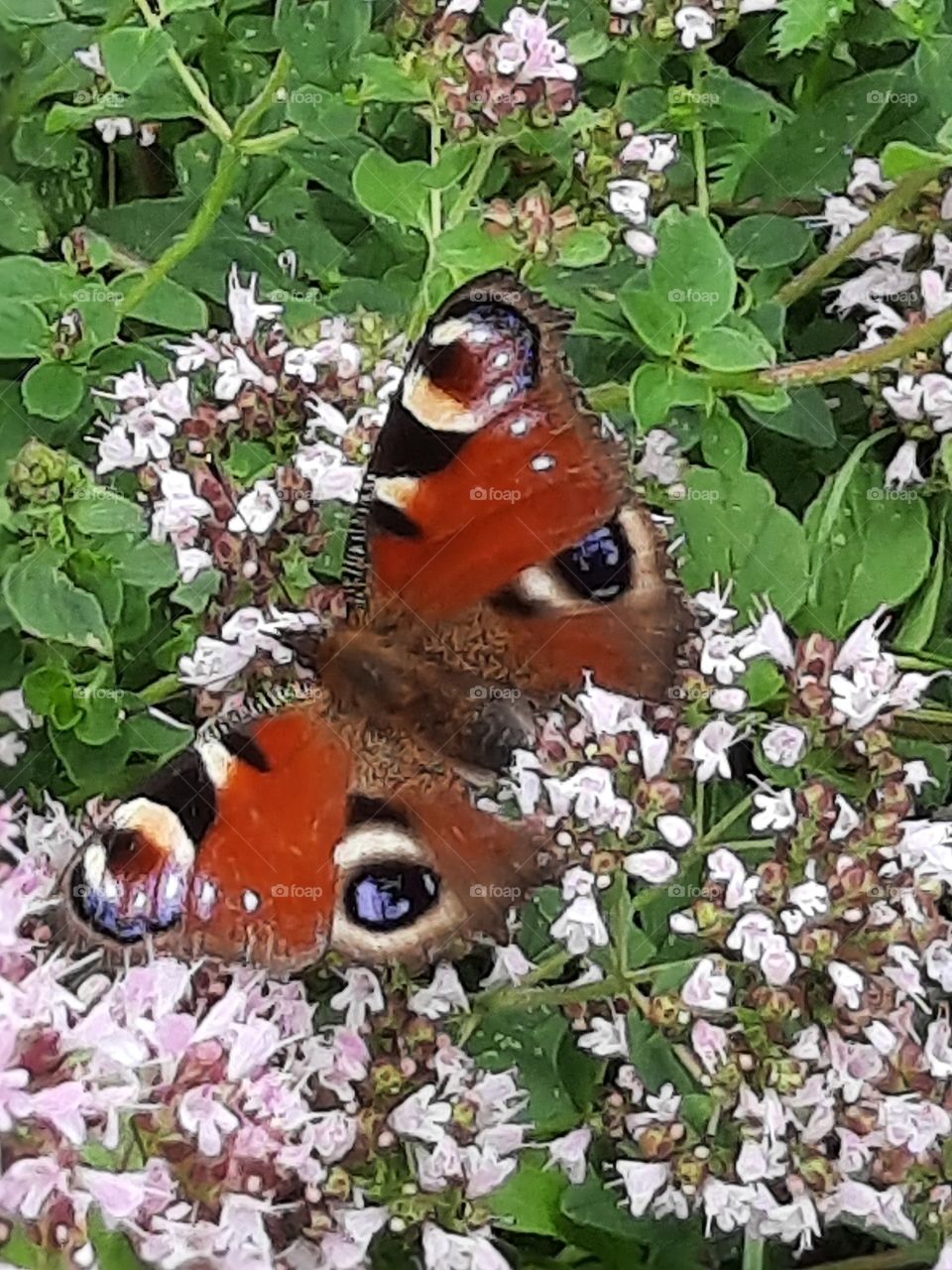 summer meadow with butterfly