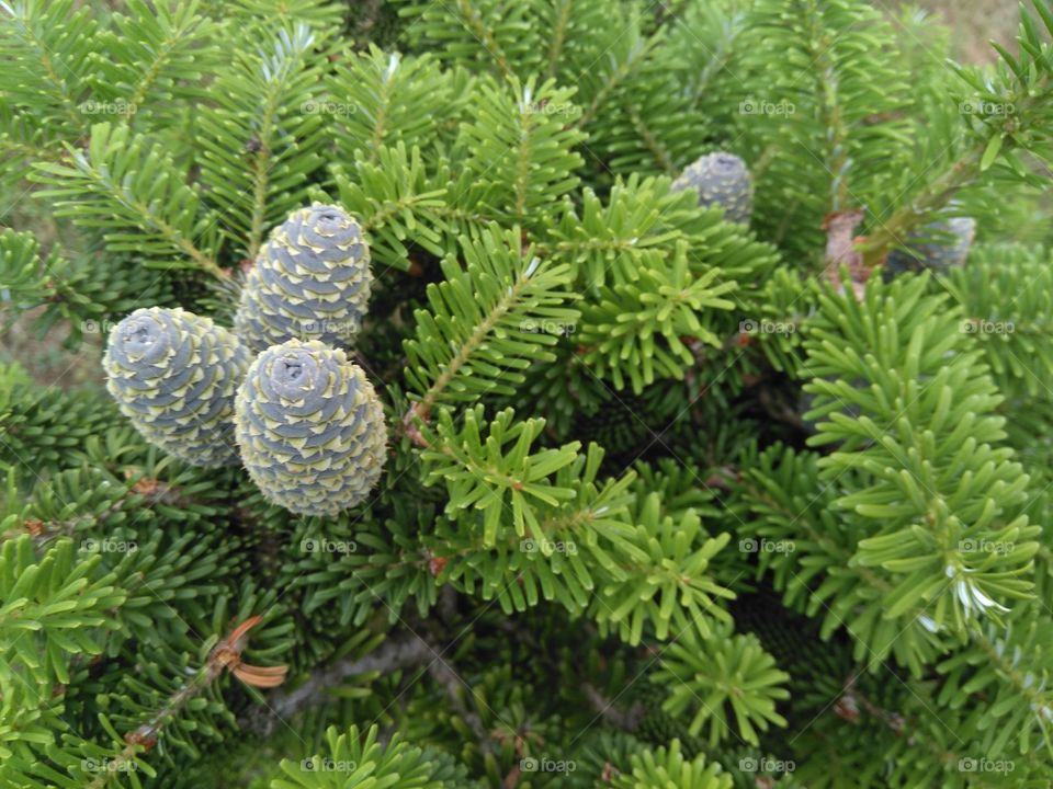 green cones on a fir tree decorative growing in the garden summer time