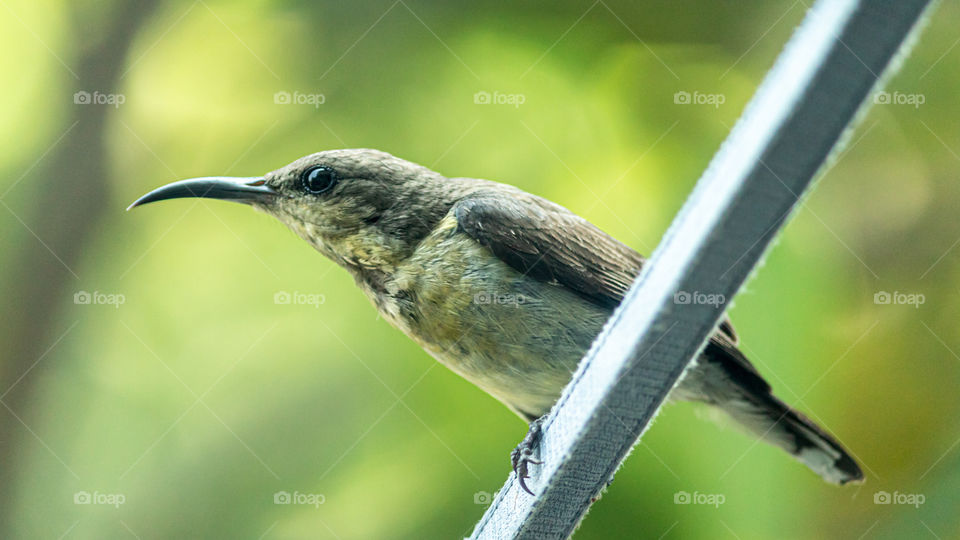 The Sunbird
✓full screen view is recommended (landscape)