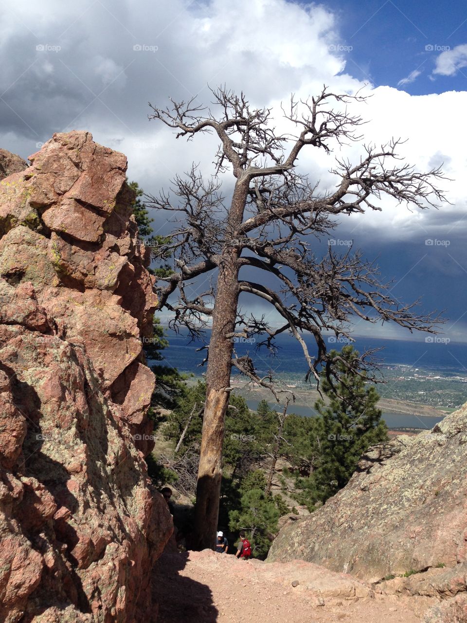 Mountain tree. In the clouds