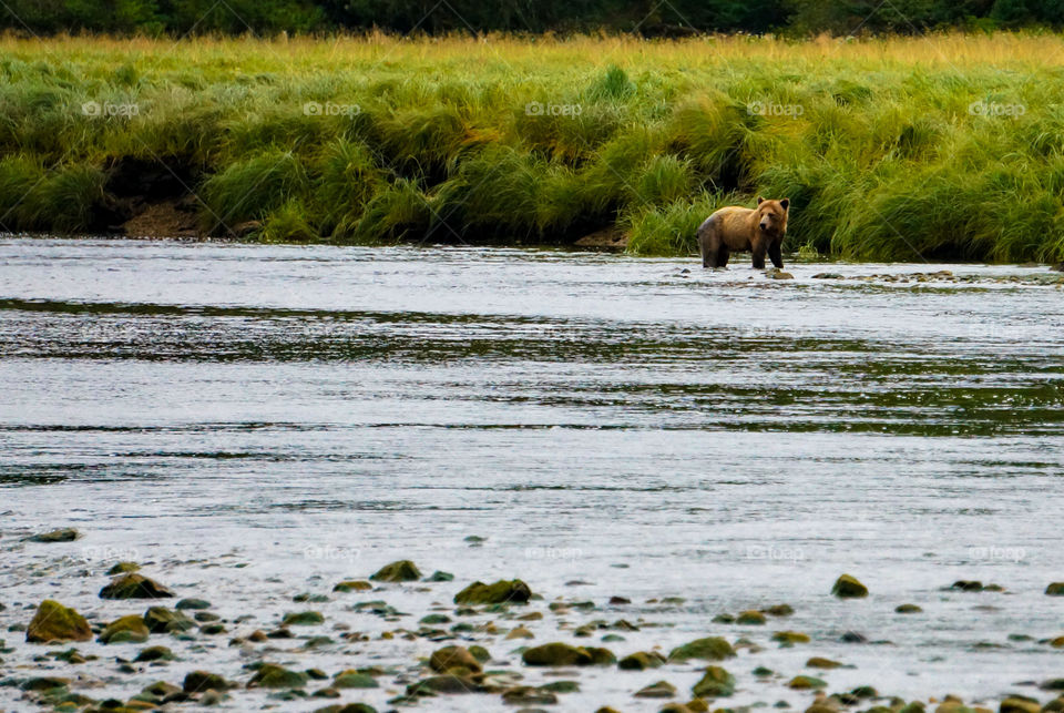 Bear in the water looking for food
