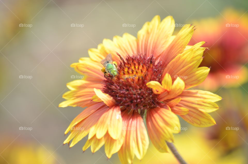 Beautiful green bee on sunflower