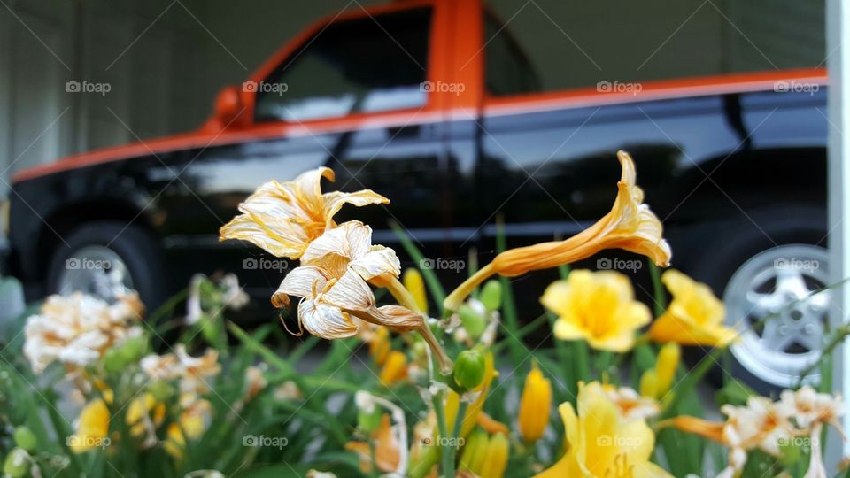 Beauty and the Beast