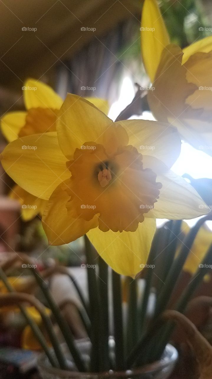 Daffodils