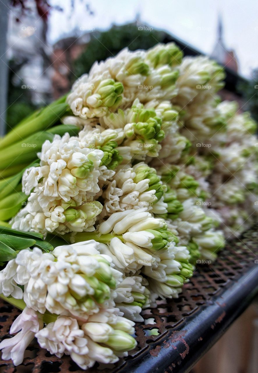 White hyacinths