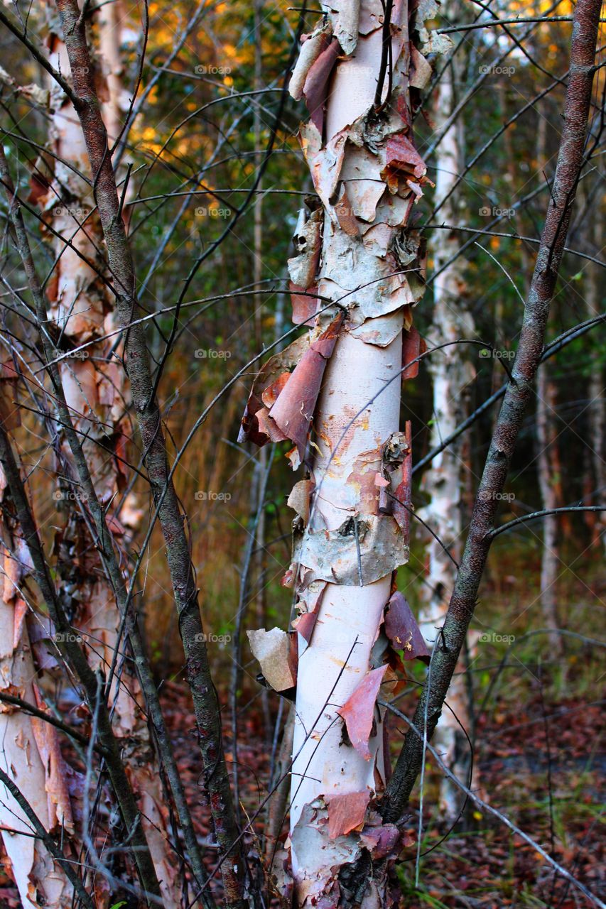 River birch and shadows