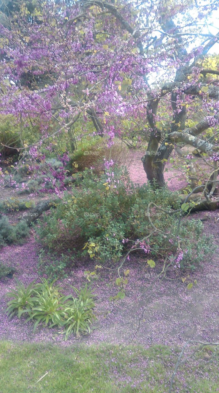 flowers in Kew gardens London